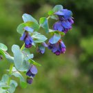 Blue Shrimp Plant Honeywort Cerinthe Major Purpurasces – 12 Seeds