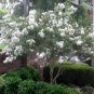 Snow White Crape Myrtle Lagerstroemia indica alba - 40 Seeds