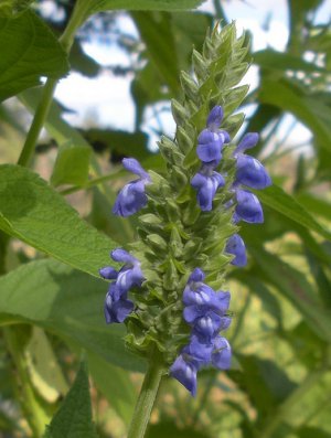 Organic Chia Plant Salvia Hispanica 2 Gram Seeds