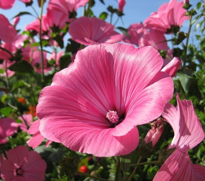 Tree Mallow Pink  and White Lavatera Trimestris 100 Seeds