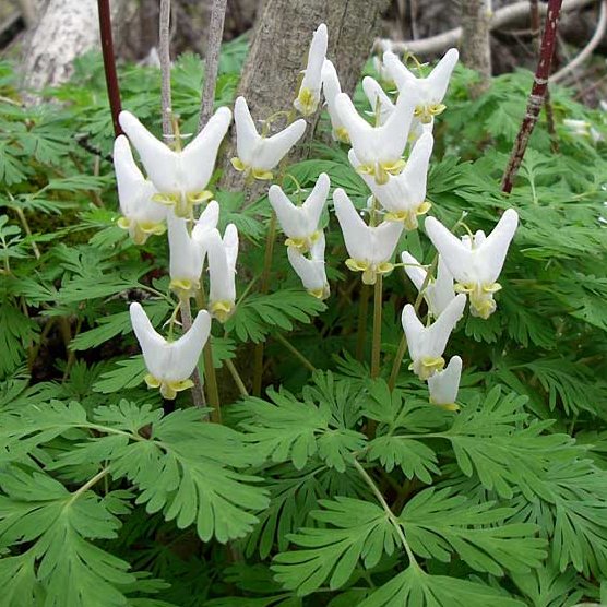 Perennial Dutchman's Breeches Dicentra cucullaria 20 seeds