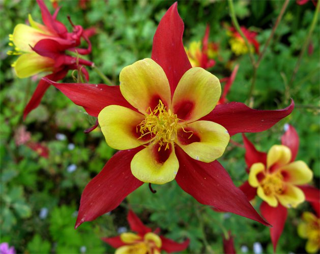 Columbine: How To Plant, Grow, And Care For Columbine, 52% OFF