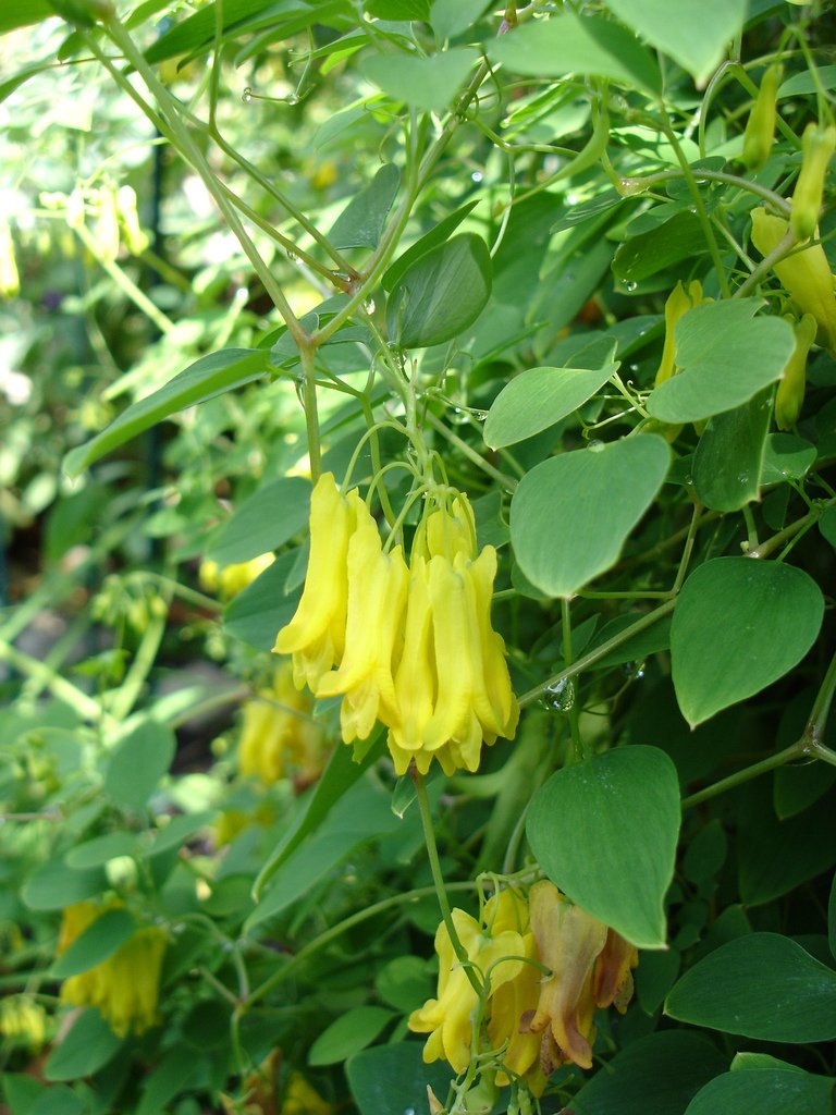 Golden Tears Vine Dicentra scandens 20 Seed