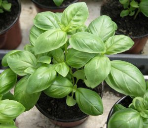 Organic Heirloom Kitchen Herb Genovese Sweet Basil Ocimum basilicum - 100 Seeds