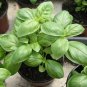 Organic Heirloom Kitchen Herb Genovese Sweet Basil Ocimum basilicum - 100 Seeds