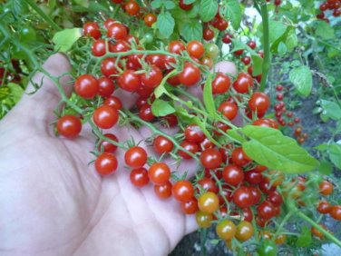 Rare Organic Heirloom Wild Tomato Solanum pimpinellifolium â�� 25 Seeds