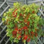 Rare Organic Heirloom Wild Tomato Solanum pimpinellifolium â�� 25 Seeds