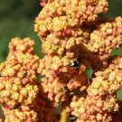 Organic Heirloom Grain Quinoa Chenopodium Quinoa - 5 Gram Seeds