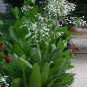 Scented White Trumpets Nicotiana sylvestris - 200 Seeds