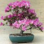 Korean Azalea Rhododendron Yedoense - 10 Seeds