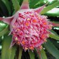 Rare Chilean Bromeliad Ochagavia carnea - 10 Seeds
