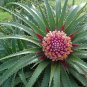 Rare Chilean Bromeliad Ochagavia carnea - 10 Seeds