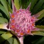 Rare Chilean Bromeliad Ochagavia carnea - 10 Seeds