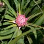 Rare Chilean Bromeliad Ochagavia carnea - 10 Seeds