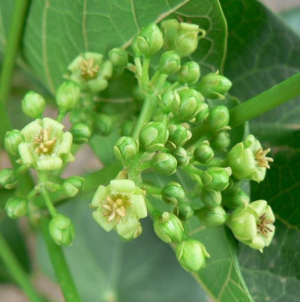 Barbados Nut Physic Nut Jatropha Curcas 8 Seeds