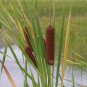 Cattail Pond Grass Typha latifolia - 500 Seeds