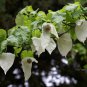Hardy Handkerchief Tree Scarce Dove Tree Davidia involucrata - 2 Seed Nuts