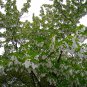 Hardy Handkerchief Tree Scarce Dove Tree Davidia involucrata - 2 Seed Nuts