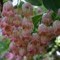 Redvein Enkianthus Enkianthus campanulatus - 15 Seeds