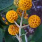 Rare Buddleia Orange Balls Buddleja globosa - 25 Seeds