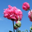 Pink Carnation Rose Poppy Papaver paeoniflorum - 100 Seeds