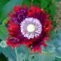 Rare Drama Queen Poppy Papaver hybridum Laciniatum - 80 Seeds