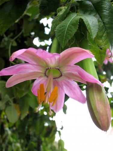 Banana Passion Fruit Curuba Passiflora Mollissima - 8 Seeds