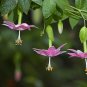 Banana Passion Fruit Curuba Passiflora Mollissima - 8 Seeds