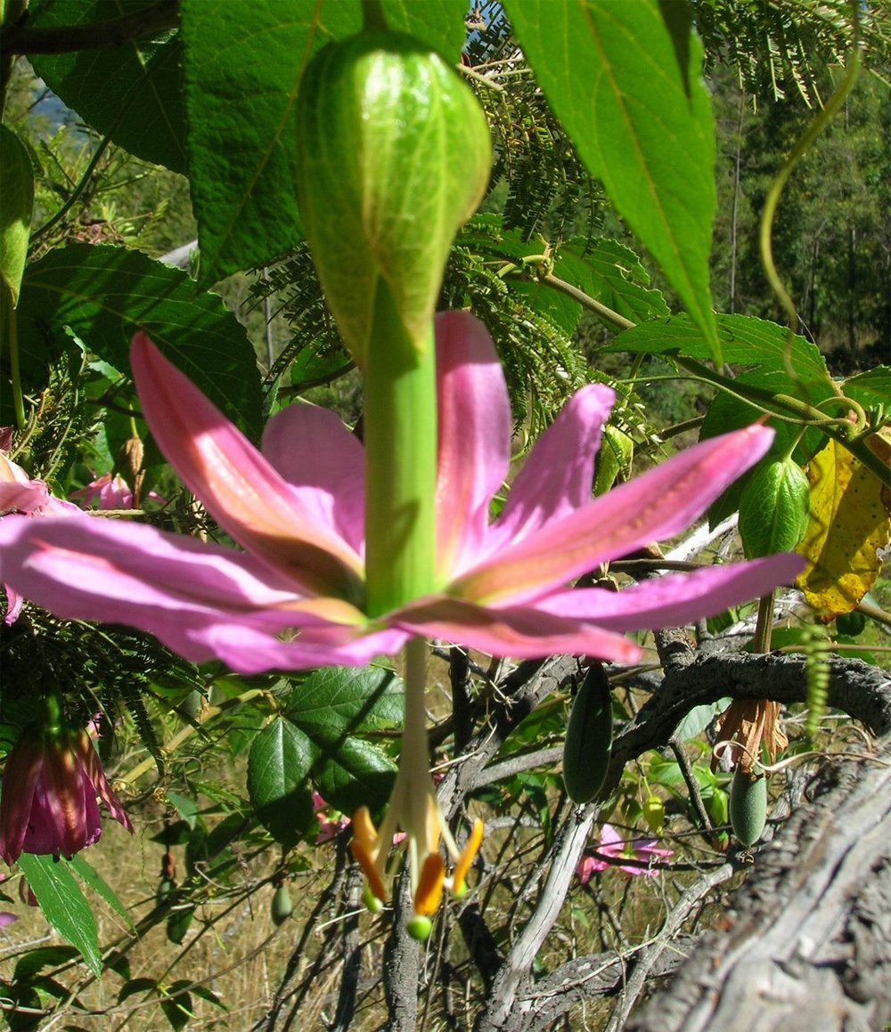 BANANA PASSION FLOWER VINE Passiflora Mollissima Exotic Rare Vine Seeds 