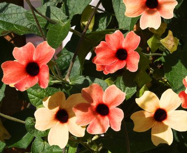 Black-Eyed Susan Vine African Sunset Thunbergia alata - 10 Seeds