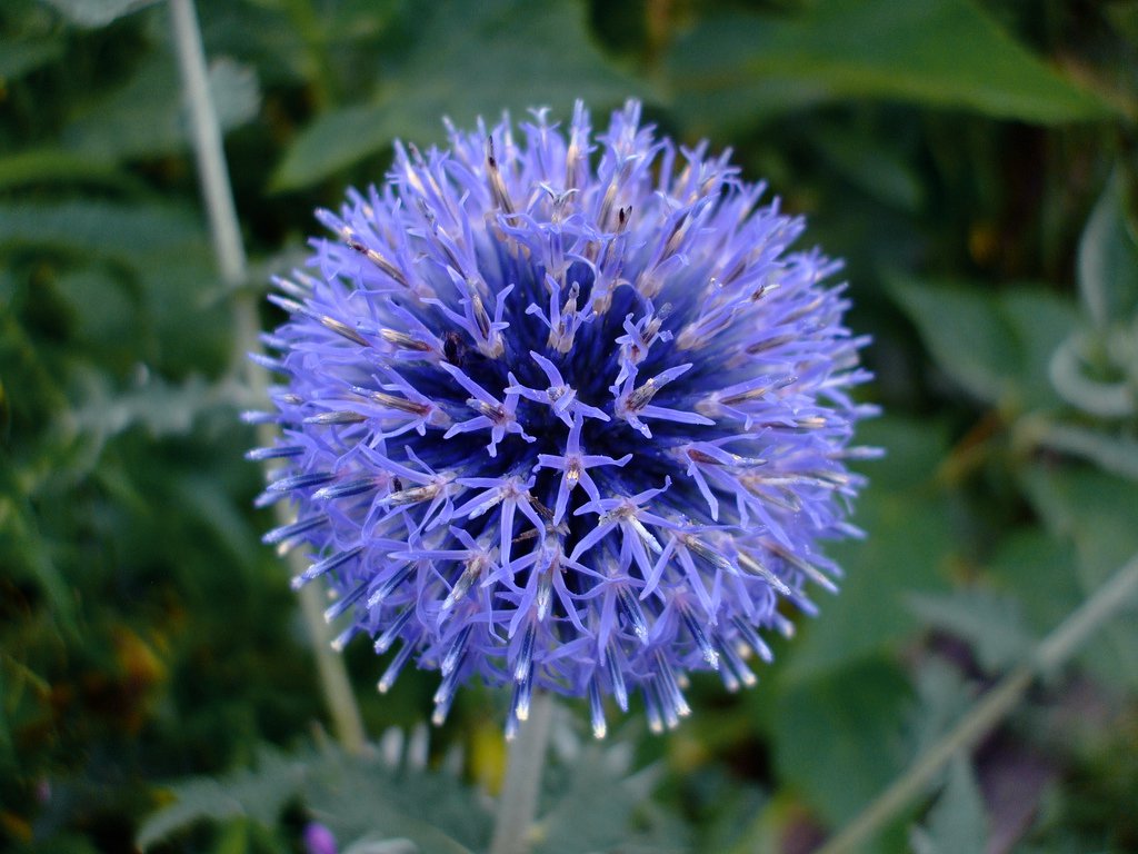 Beautiful Ornamental Steel Blue Globe Thistle Echinops Ritro - 20 Seeds