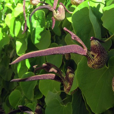 Gaping Dutchman's Pipevine Aristolochia Ringens - 15 Seeds