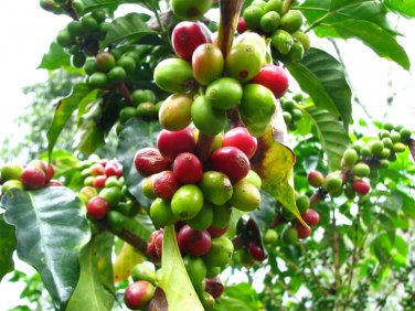 Raw Seeds Brazilian Coffee Plant Coffea Arabica - 25 Seeds
