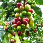 Raw Seeds Brazilian Coffee Plant Coffea Arabica - 25 Seeds