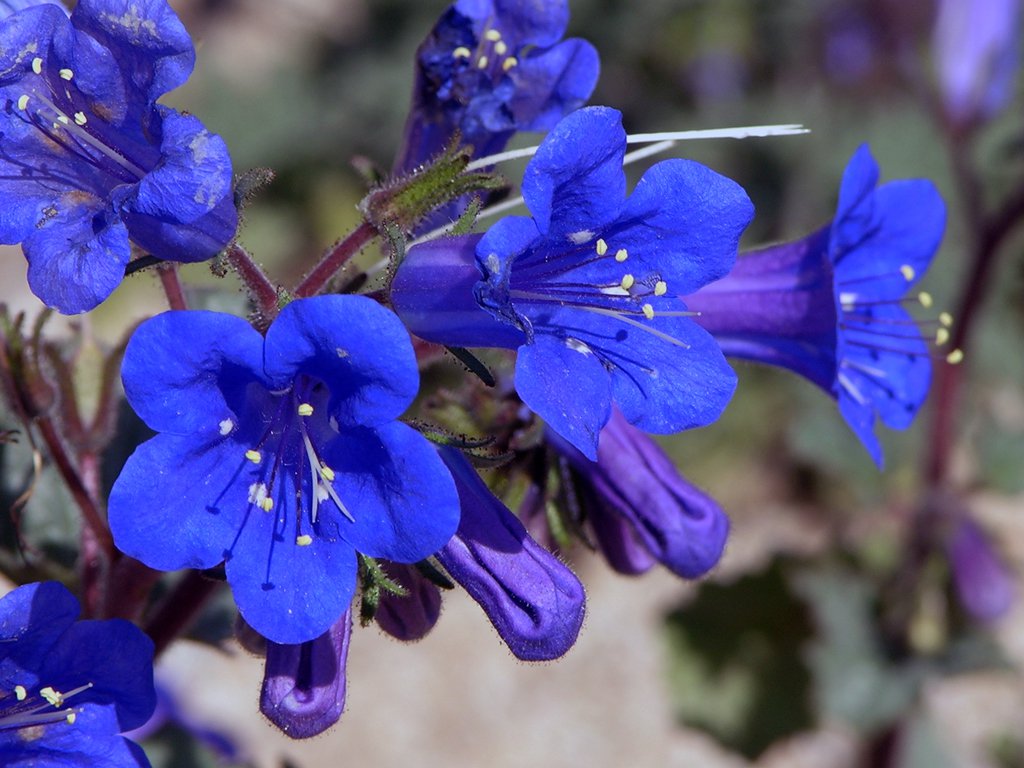 California Desert Bluebell Phacelia Campanularia - 200 Seeds