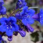 California Bluebell Desert Bells Phacelia Campanularia - 200 Seeds