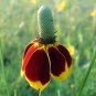 Native Wild Mexican Hat Flower Ratibida Columnifera - 200 Seeds