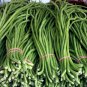 Organic Dark Green Bean Yard Long Vigna Unguiculata Sesquipedalis - 30 Seeds