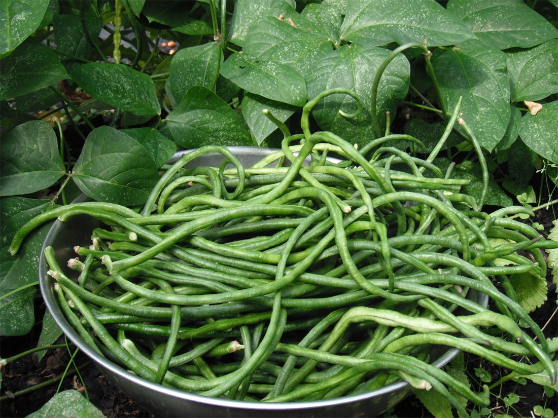 Organic Dark Green Bean Yard Long Vigna Unguiculata Sesquipedalis 30