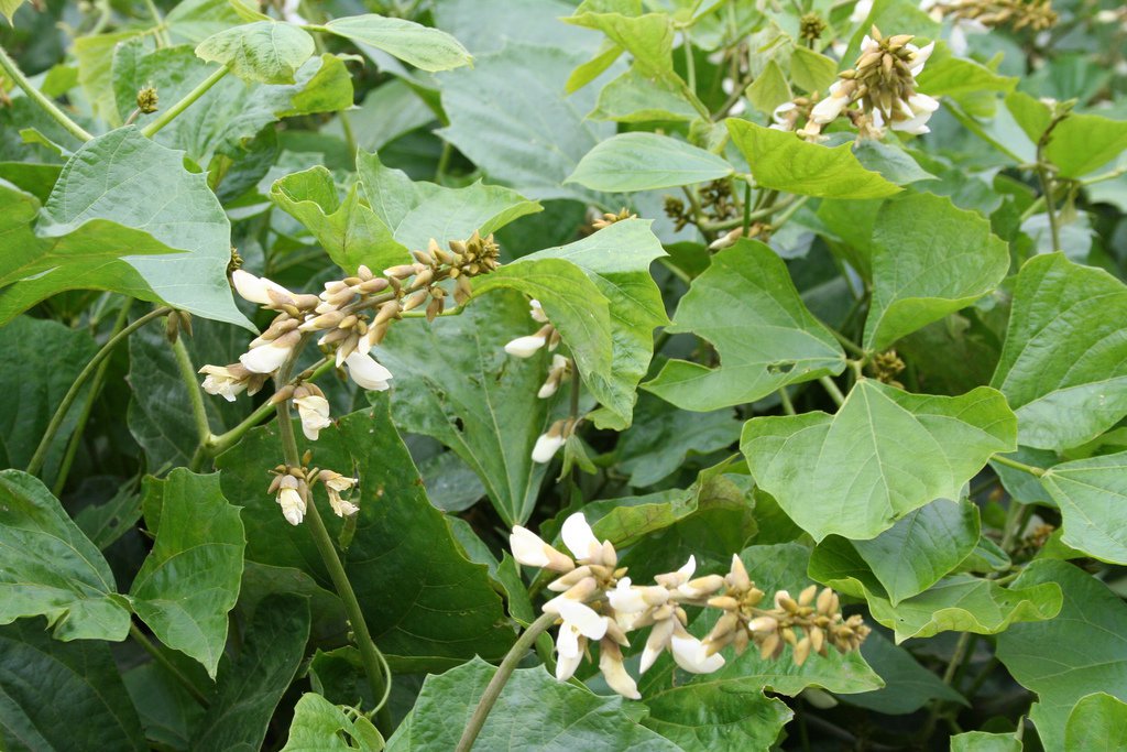 Organic Jicama Yam Bean Pachyrhizus Erosus 30 Seeds