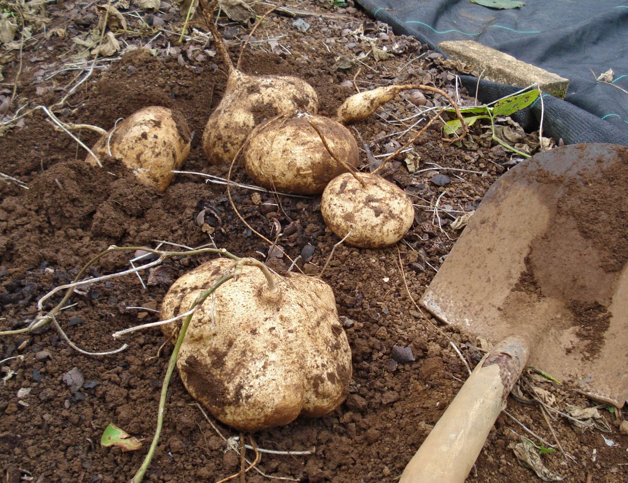 Organic Jicama Yam Bean Pachyrhizus Erosus 30 Seeds