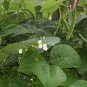 New! Heirloom Colombian Red Cargamanto Bean Heat Loving Rare Phaseolus Vulgaris - 30 Seeds