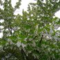 Hardy Handkerchief Tree Davidia involucrata - 2 Seed Nuts
