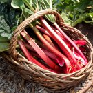 Organic Rhubarb ‘Glaskins Perpetual’ Perennial Rheum rhabarbarum - 25 Seeds