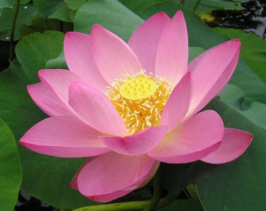 Pink Sacred Water Lily Lotus Nelumbo nucifera - 4 Seeds