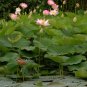 Pink Sacred Water Lily Lotus Nelumbo nucifera - 4 Seeds