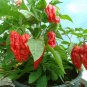 HOT! Ghost Chili Red Bhut Jolokia Capsicum chinense - 20 Seeds