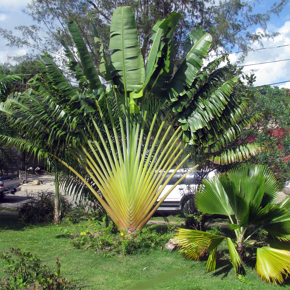 travellers palm madagascar
