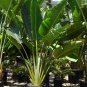 Travelers Palm Tree Ravenala madagascariensis - 8 Seeds