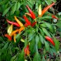HOT! Organic Red Thai Hot Chili Pepper Capsicum annuum - 50 Seeds